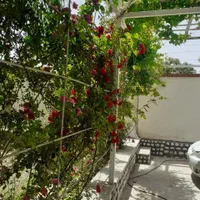 اجاره باغ با استخر آبگرم سرپوشیده ماهان|اجارهٔ کوتاه‌مدت ویلا و باغ|کرمان, |دیوار