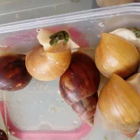 حلزون تراپی