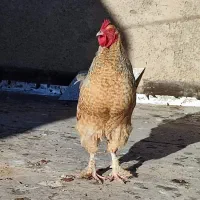 فروش خروس برهما