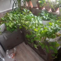 ۸ عدد گلدان پتوس مناسب دیوار کوب یا راه پله ای