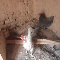 مرغ وخروس سرحال تخم گذار