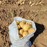 سیب سانتا خوراکی و بذری402 کیفیت عالی