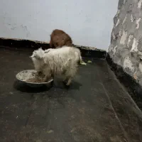 بزغاله زینتی ،عروسک