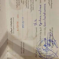 گرینچیک نر دستی سخنگو|پرنده|قدس, شهرقدس|دیوار