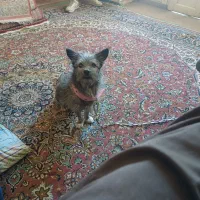 یه سگ خارجی خونگی داری