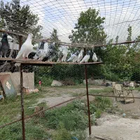 کبوتر پرشی