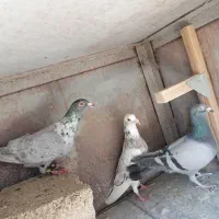 سه تا نر هوایی|پرنده|شیراز, پودنک|دیوار