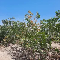 فروش باغ
