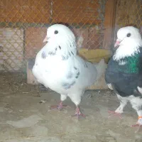 یه جفت کبوتر عالی و خوش سو