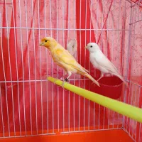 جفت قناری مست رو تخم