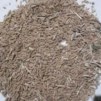 گندم دیم نوع سرداری