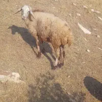 بره ماده|حیوانات مزرعه|کوهدشت, |دیوار