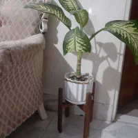 گل طبیعی|گل و گیاه طبیعی|اسلامشهر, شهرک قائمیه|دیوار