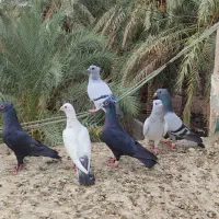 گوک