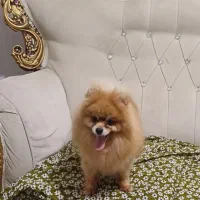 سگ پامرین ماده