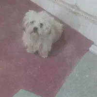 واگذاری حیوان خانگی