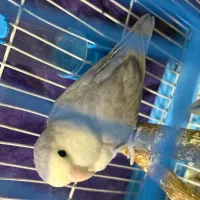 کوتوله برزیلی بالغ رنگ خاص