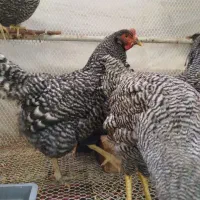 تخم مرغ نطفه دارزینتی|حیوانات مزرعه|شیراز, شیخ علی چوپان|دیوار