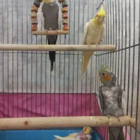 جفت عروس هلندی سخنگو مولد با جوجه|پرنده|اردبیل, |دیوار