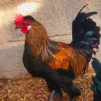 فروش خروس محلی درجه یک خوش رنگ واکسن خورده سر حال|حیوانات مزرعه|علامرودشت, |دیوار