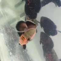 ماهی|ماهی|زاهدان, |دیوار