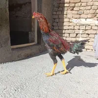 مرغ وخروس لاری