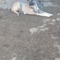 سگ سرابی نژاد دار