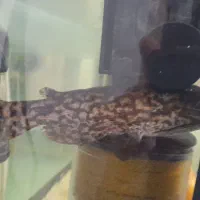 آکواریوم باتمام وسایل وماهی گوشت خوار|ماهی|قزوین, |دیوار