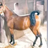 اسب مادیان کرد