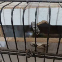 فروش قفس و وسایل جانبی و پایه