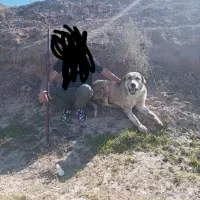 واگزاری سگ پژدر