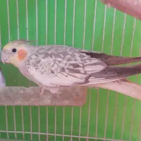 عروس هلندی طاووسی