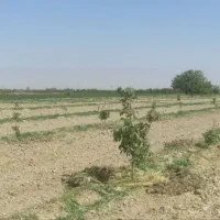 زمین کشاورزی با ۴۵۰عدد درخت گردو اسرائیلی|فروش دفتر صنعتی، کشاورزی، تجاری|چناران, |دیوار