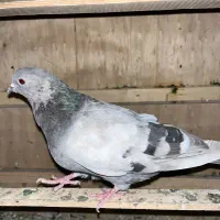 کفتر نوک ریز