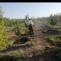 کلیه خدمات باغبانی در تهران و حومه|خدمات باغبانی و درختکاری|تهران, سید خندان (جلفا)|دیوار