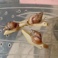 حلزون آچاتینا آلبینو