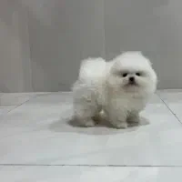 معاوضه توله سگ با سهره قناری