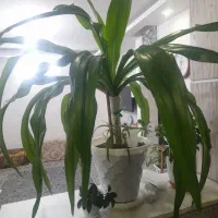 گل طبیعی.... اشک ملکه