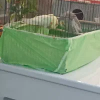 فروش عروس هلندی