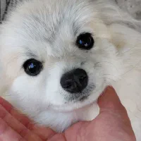 نیلا ۷ ماهه