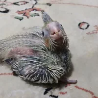 جوجه عروس هلندی ۲۰ روزه|پرنده|تهران, شهرک شریعتی|دیوار