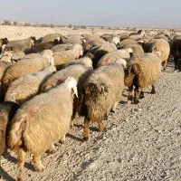 فروش 140 راس میش داشتی روزگاری بره دار و گلون گرم|حیوانات مزرعه|کازرون, |دیوار