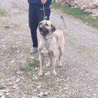 واگذاری ماده پژدر