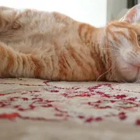 واگذاری گربه رایگان