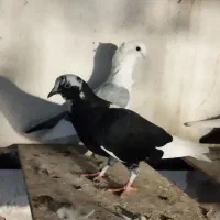 کبوتر
