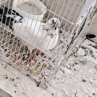 یک عدد ماد کفتر