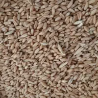 گندم دیم ۳۰۰۰۰۰