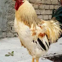 خروس خوش رنگ و خوش هیکل محلی
