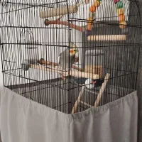 عروس هلندی نر سخنگو|پرنده|پردیس, فاز ۱|دیوار