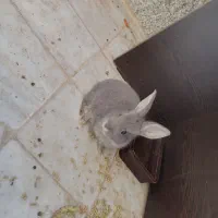 خرگوش سالم و دستی. مناسب نگهداری در خانه|موش و خرگوش|حمیدیا, |دیوار